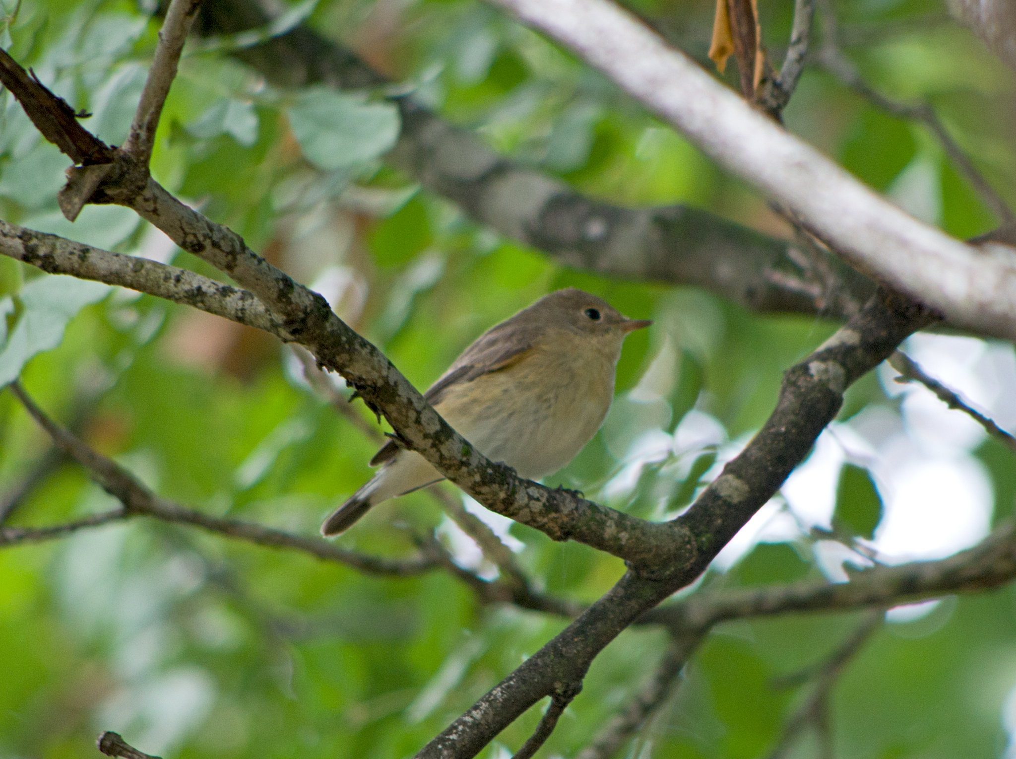 Red-breasted Flycatcher