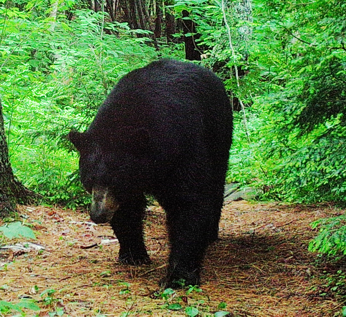 American Black Bear photographed in Maine