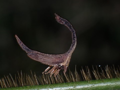 Cladonota apicalis image