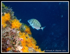 Diplodus