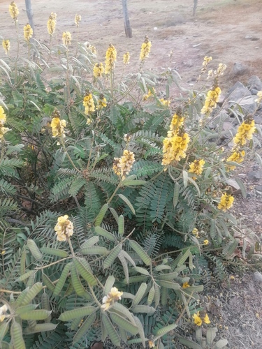 Senna didymobotrya