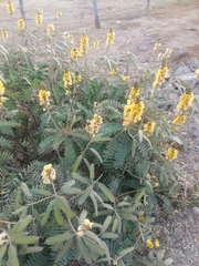 Senna didymobotrya