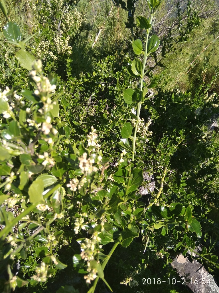 Retanilla