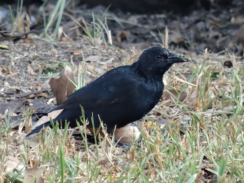 Austral Blackbird (Curaeus curaeus), photo 5