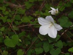 Calystegia tuguriorum