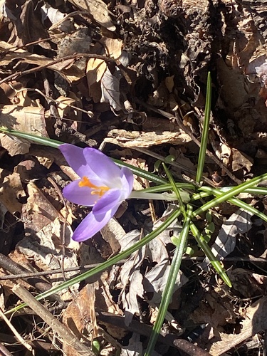 Crocus tommasinianus