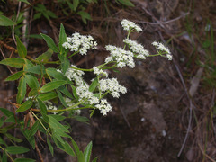 Scandia rosifolia