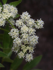 Scandia rosifolia