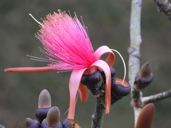 Pseudobombax ellipticum image