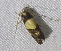 Eupselia callidyas