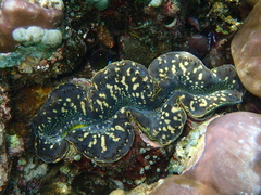 Tridacna maxima