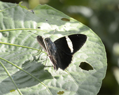 Autochton bipunctatus