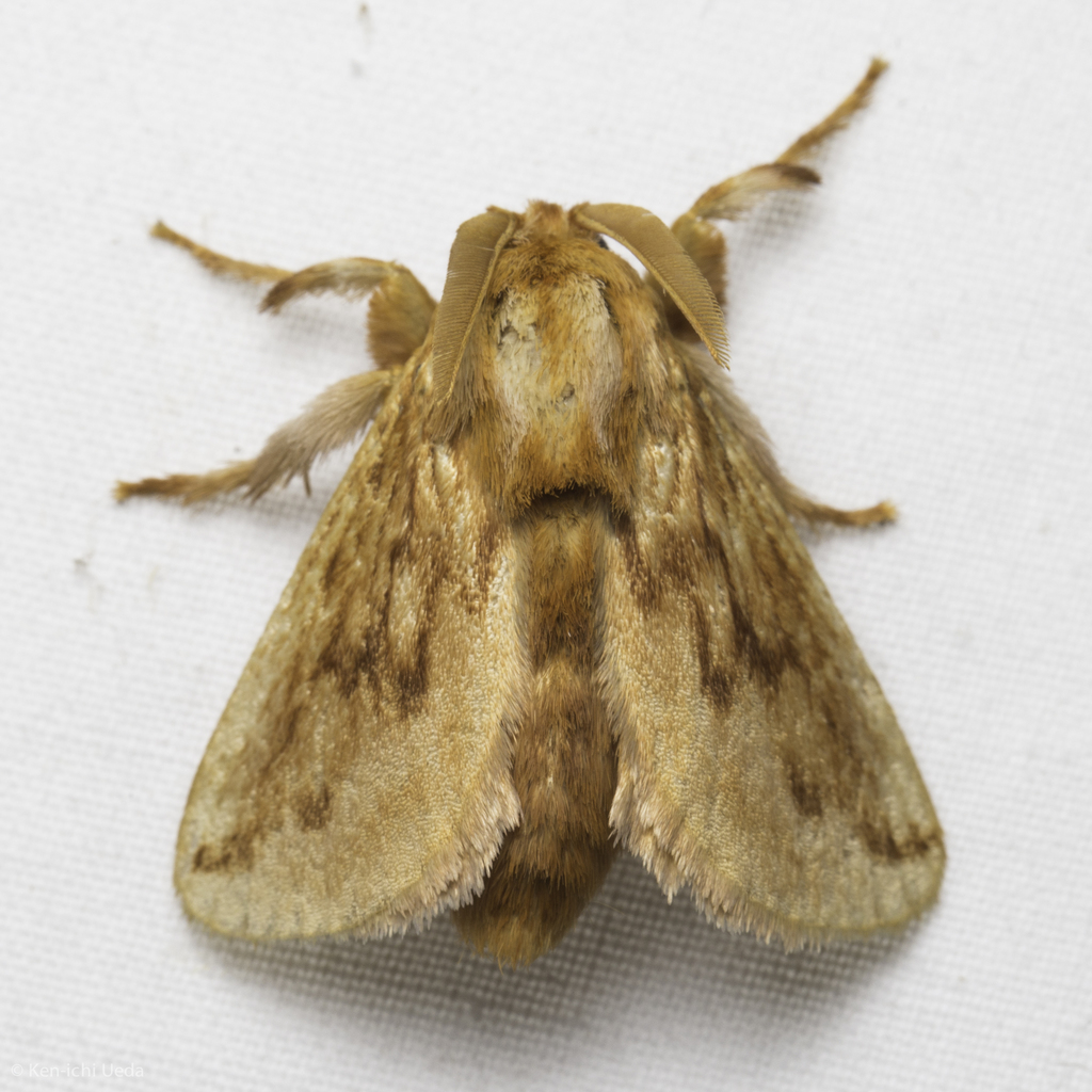 Perola sericea