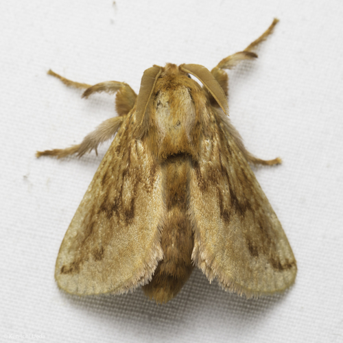 Perola sericea