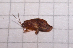 Drepanacra binocula
