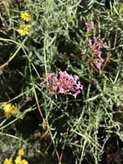 Centranthus lecoqii