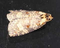 Cryptoptila australana