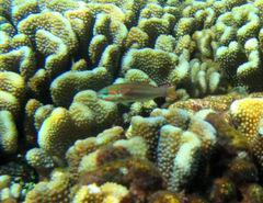 Thalassoma quinquevittatum