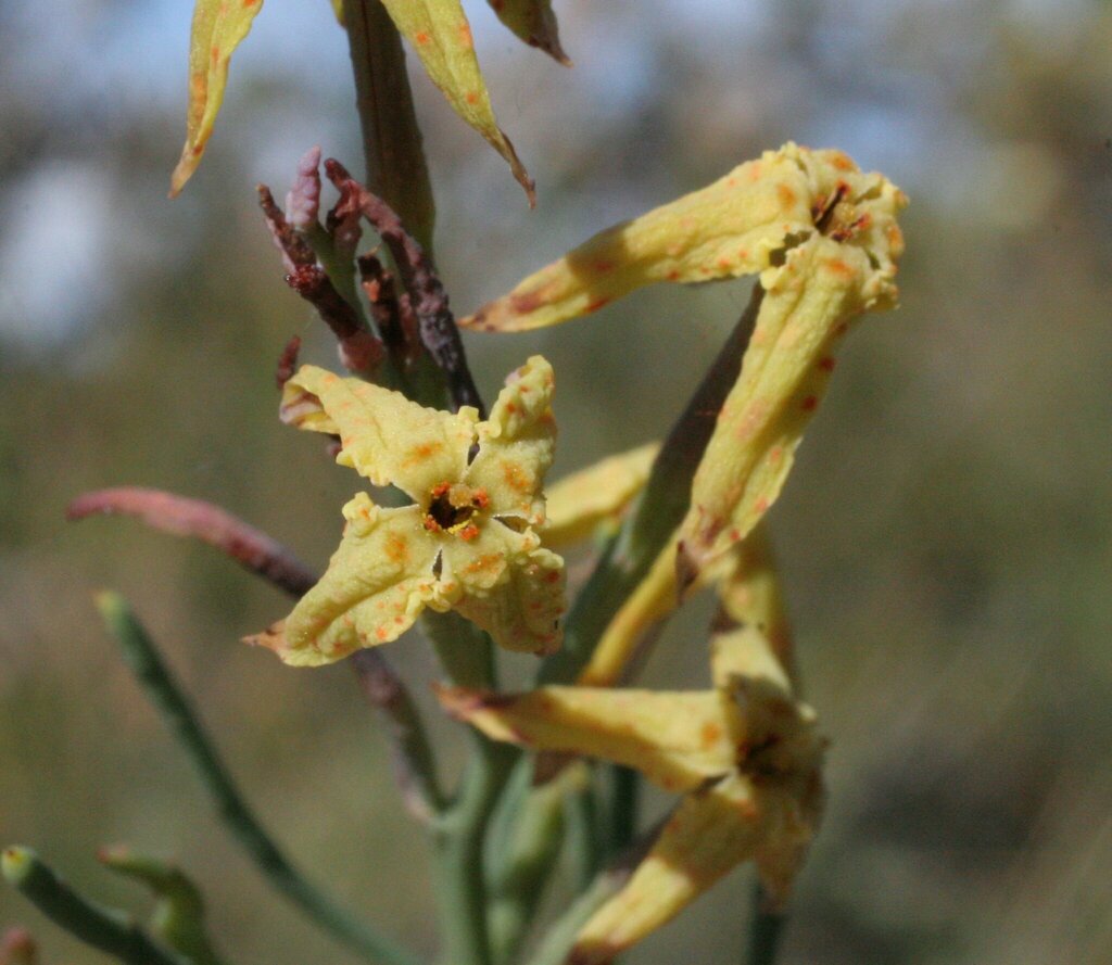 Franklandia fucifolia
