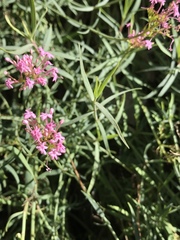 Centranthus lecoqii