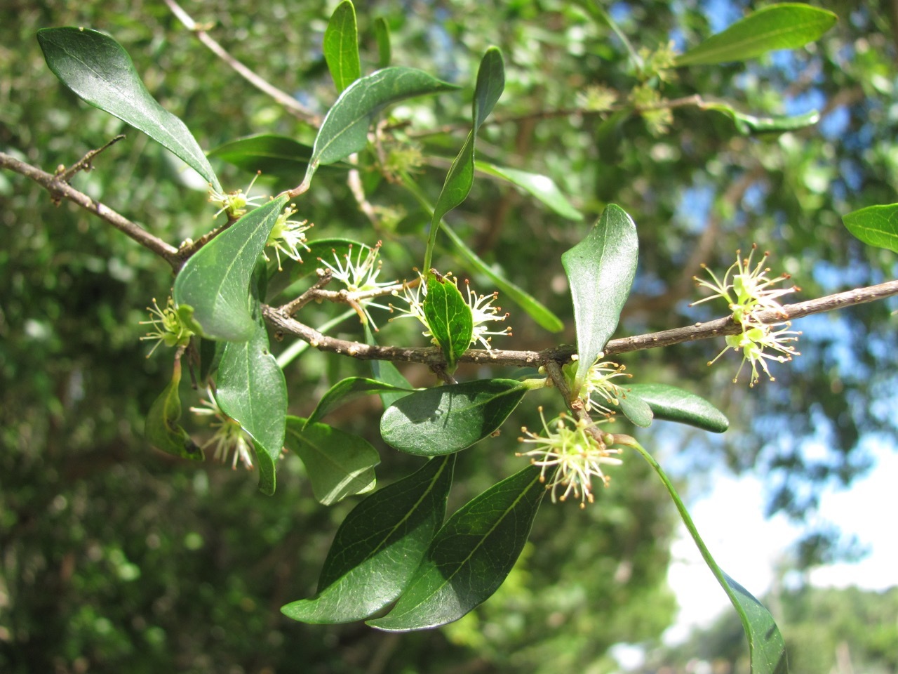 Forestiera segregata
