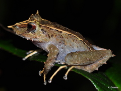 Pristimantis appendiculatus