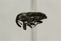 Cosmobaris scolopacea