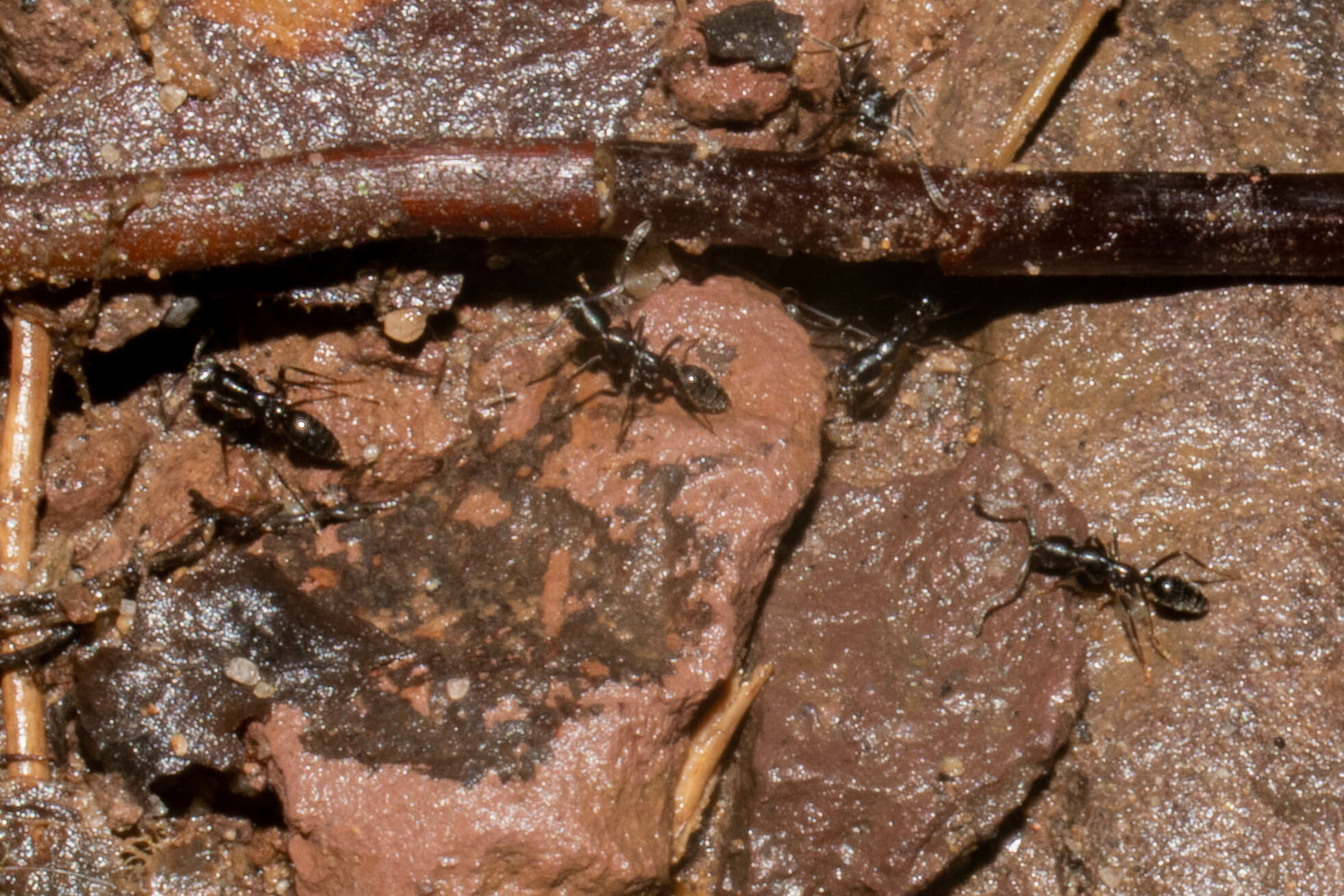 Simopelta