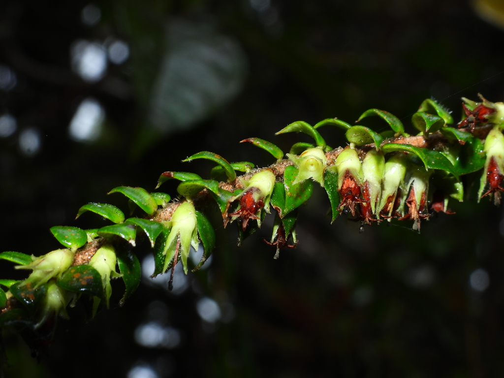Disterigma staphelioides