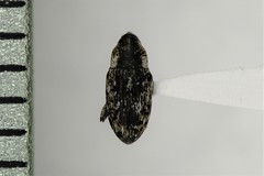 Cosmobaris scolopacea