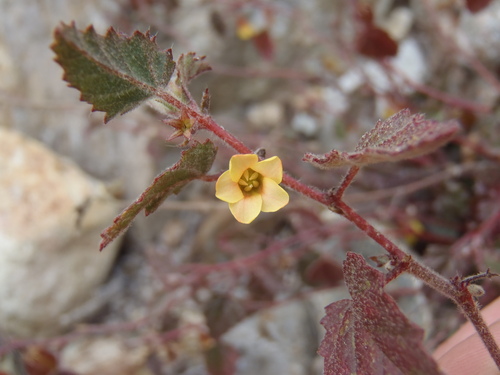 Santa Catalina burstwort (Hermannia pauciflora)