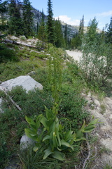 Veratrum viride