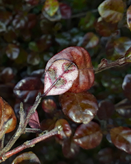 Austropuccinia psidii image