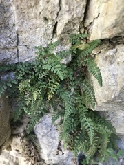 Asplenium fontanum