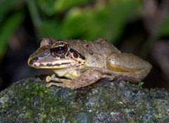 Pristimantis w-nigrum
