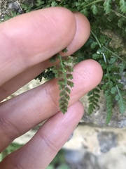 Asplenium fontanum