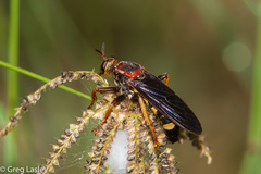 Prolepsis tristis