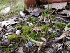 Pseudacris triseriata