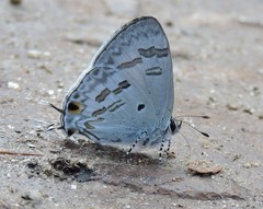 Hypolycaena kina