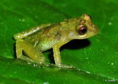 Pristimantis eremitus