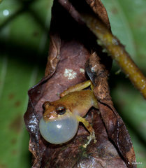 Pristimantis calcarulatus