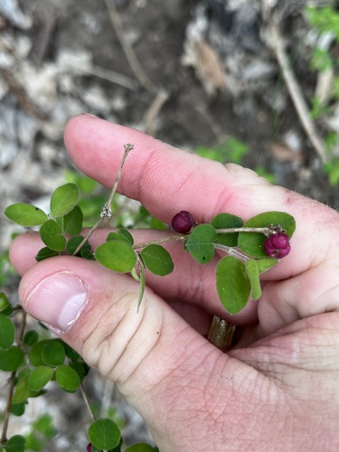 Symphoricarpos orbiculatus