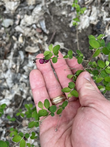 Symphoricarpos orbiculatus