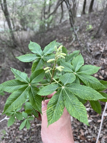 Aesculus pavia
