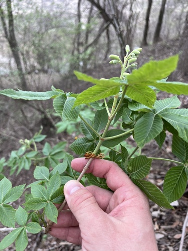 Aesculus pavia