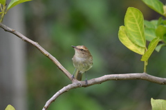 Cnemotriccus fuscatus