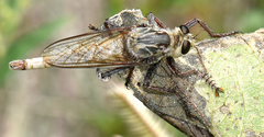 Proctacanthus duryi