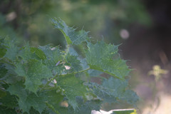 Cnidoscolus maculatus