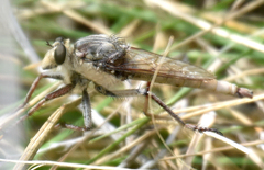 Proctacanthus duryi