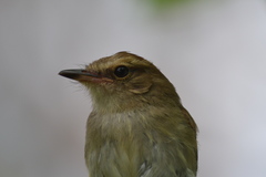 Cnemotriccus fuscatus